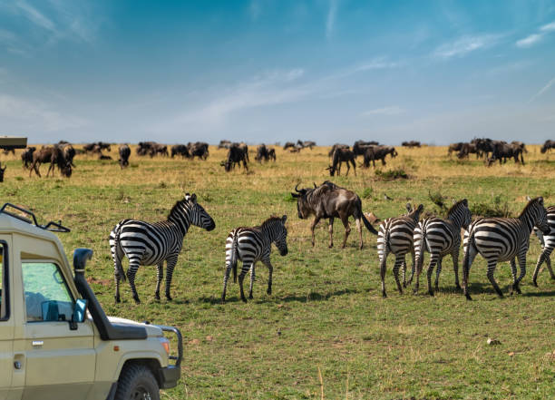 4 Days Serengeti Safari from Nairobi  2026